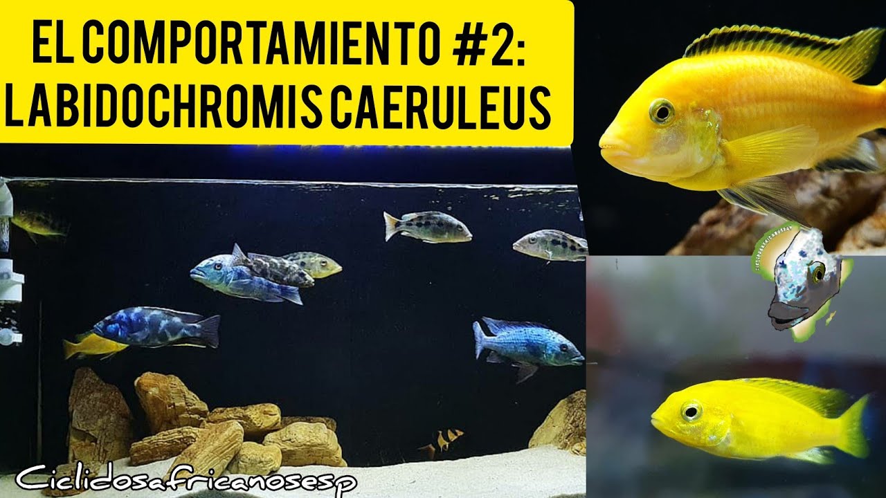 El comportamiento #2: Labidochromis Caeruleus