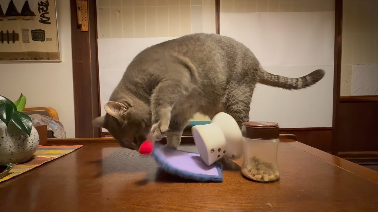 お腹が空いて..  おばあちゃんに一言文句を言って.. 美味しいごはんを食べて2階に上がり.. 降りて来てまた美味しいデザート食べてまた2階に上がる猫・・・
