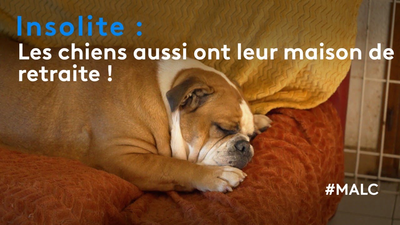 Insolite : les chiens aussi ont leur maison de retraite !