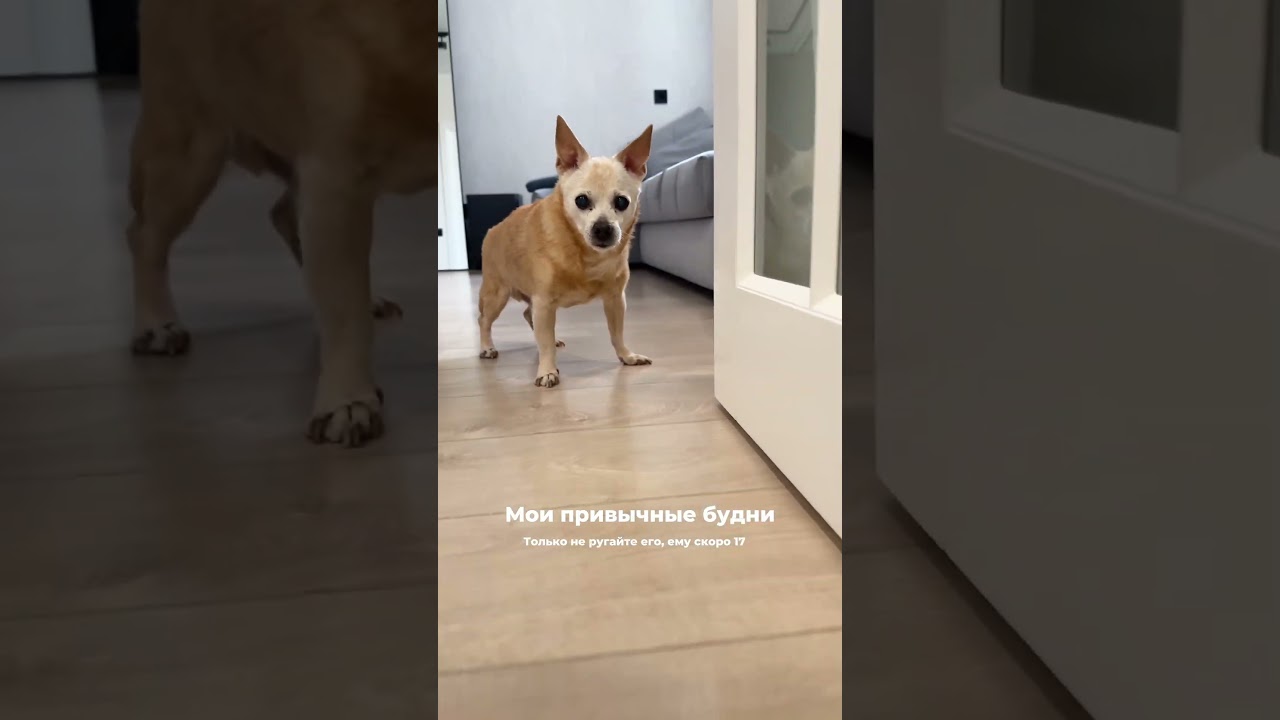 Уже как 3 месяца только в подгузниках! Мой старенький пес! #стараясобака #собакасдеменцией