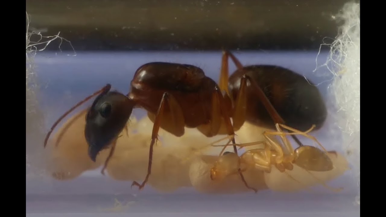 How long does it take to rear an ant colony starting from the queen: a timeline: Camponotus irritans