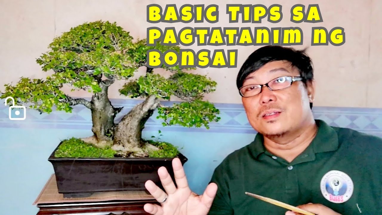 Basic tips sa pagtatanim ng bonsai