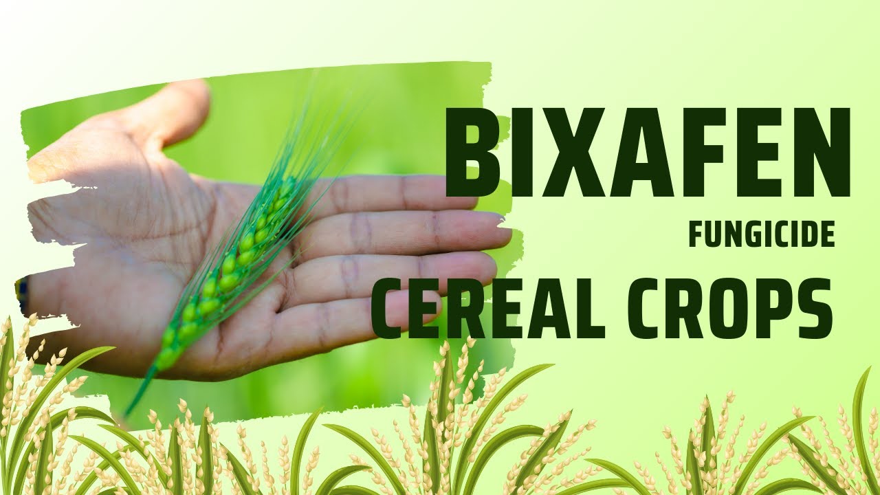 Bixafen: A Versatile SDHI Fungicide for Comprehensive Crop Protection