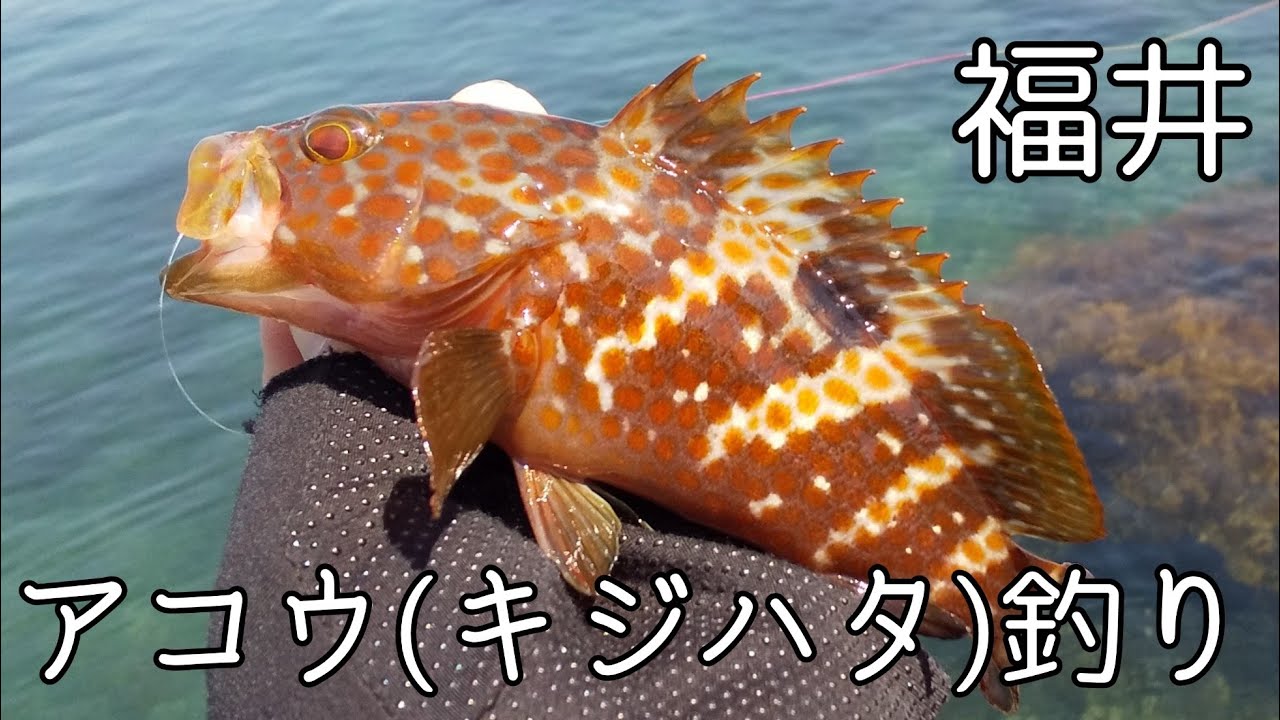 アタリ連発！夏のアコウ釣りが楽しすぎる！【キジハタ釣り カサゴ釣り ルアー 福井】
