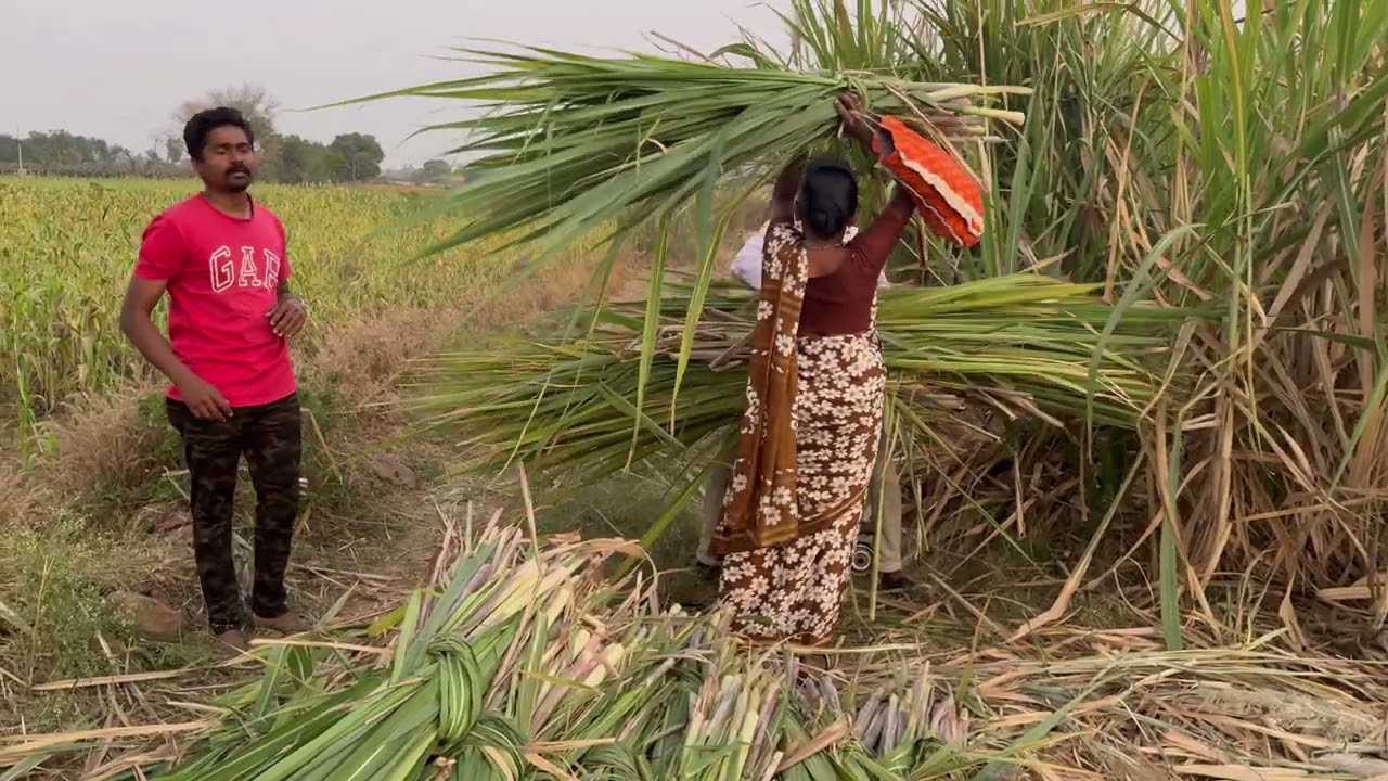 Sugarcane Harvest POV: Farm Life in Kolhapur & Traditional Leafy Top Collection