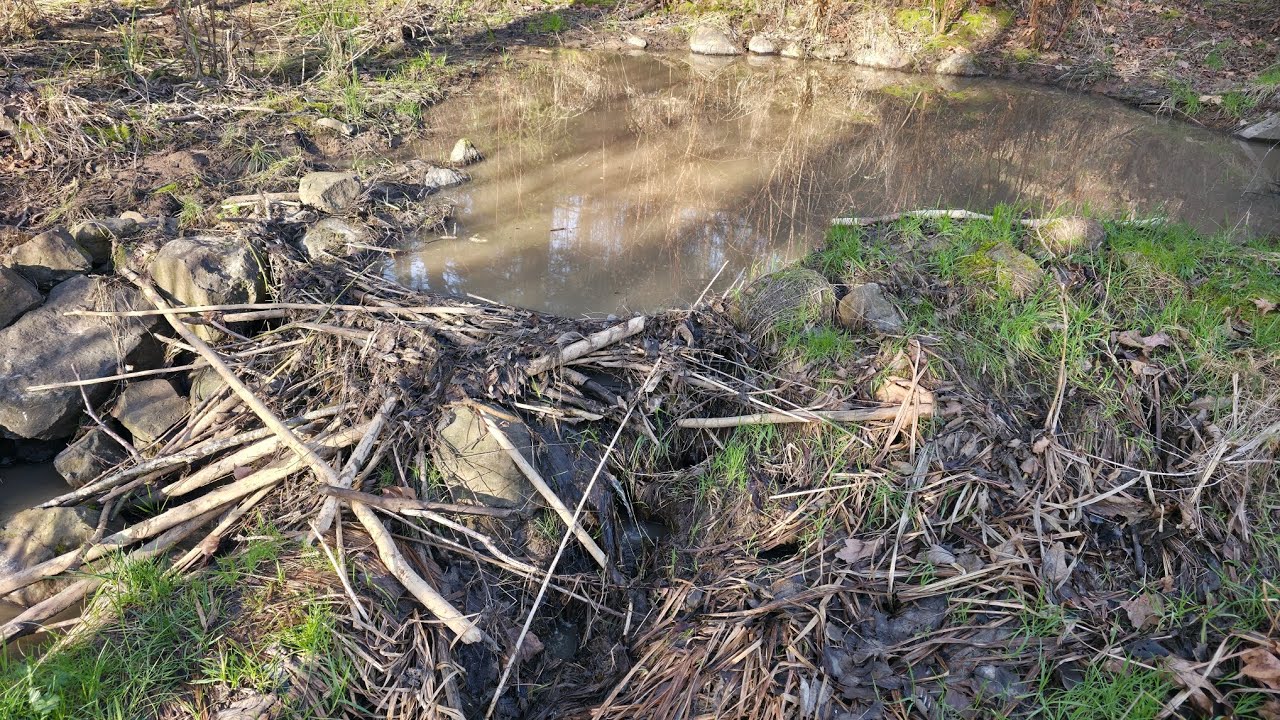 Unclogging Beaver Dam Backed Up with Silt