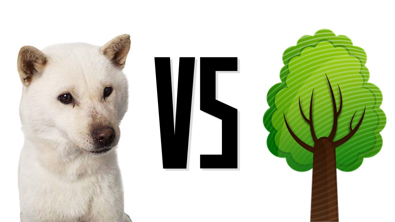 진지한 나서스 vs 마오카이 상대법 [텔론]