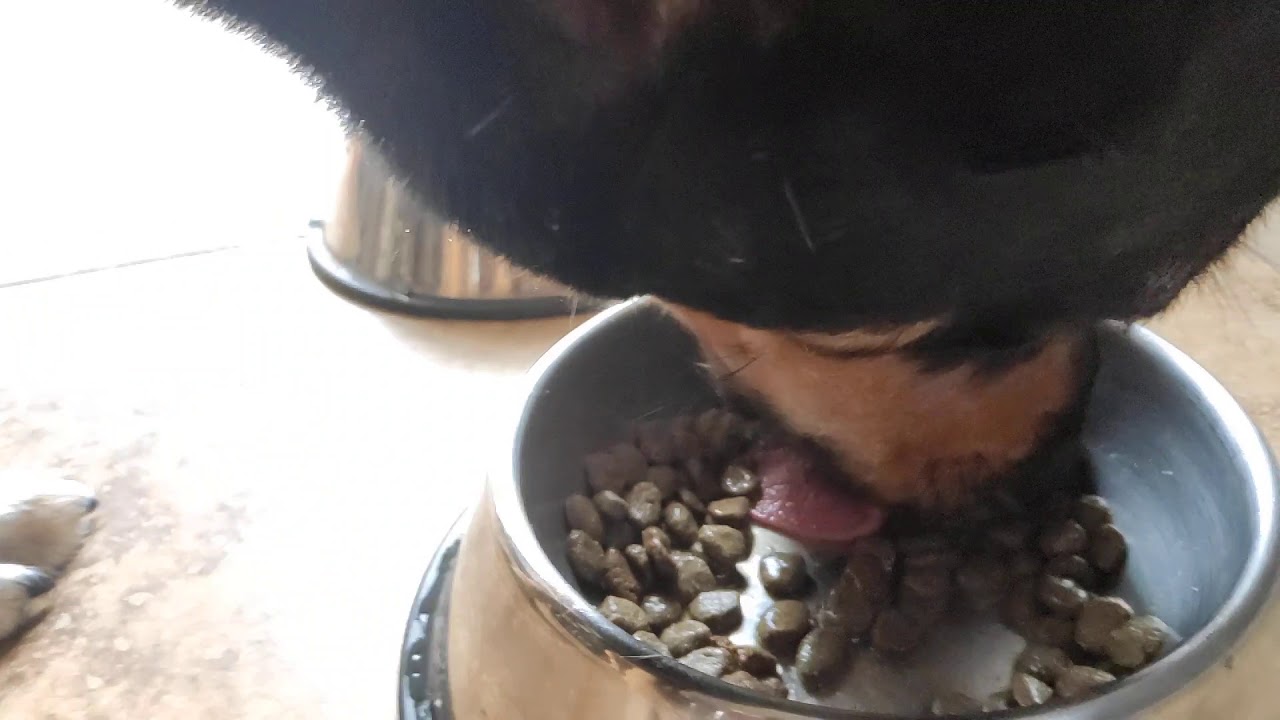 ASMR Dog Eat Wet Kibbles