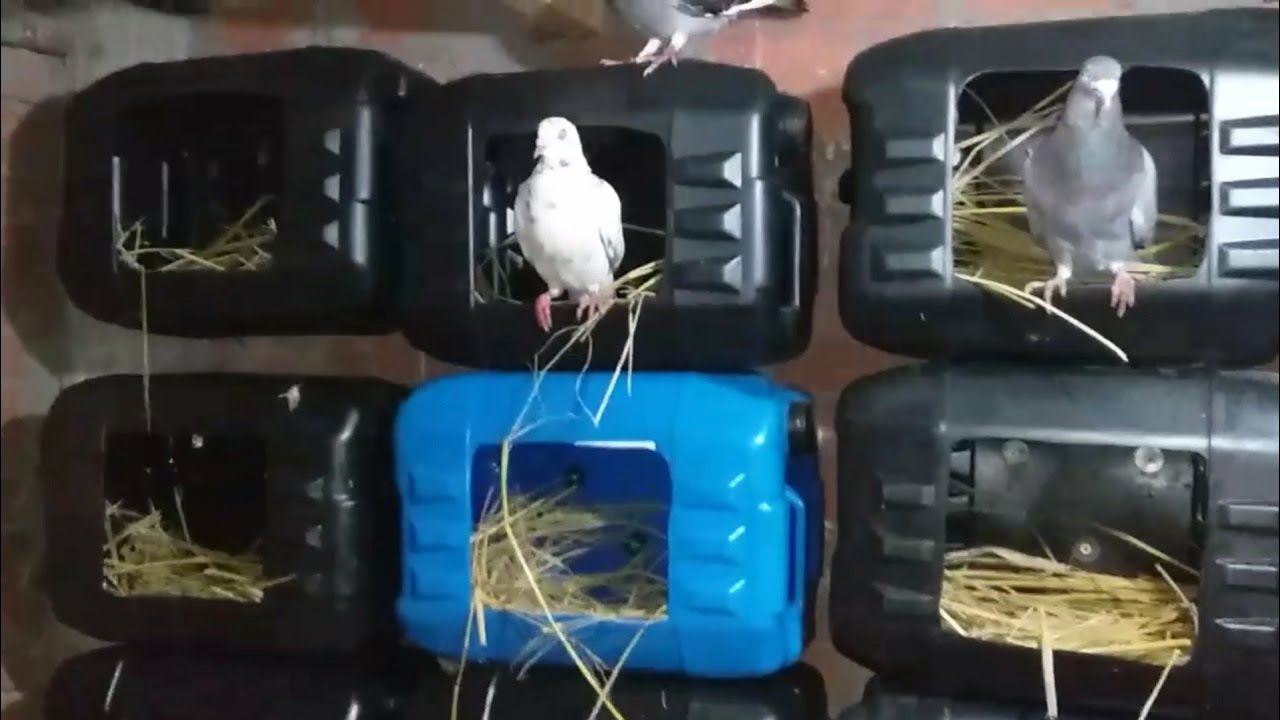 عمل بيوت للحمام من الجراكن روعه وبخمسه جنيه بس