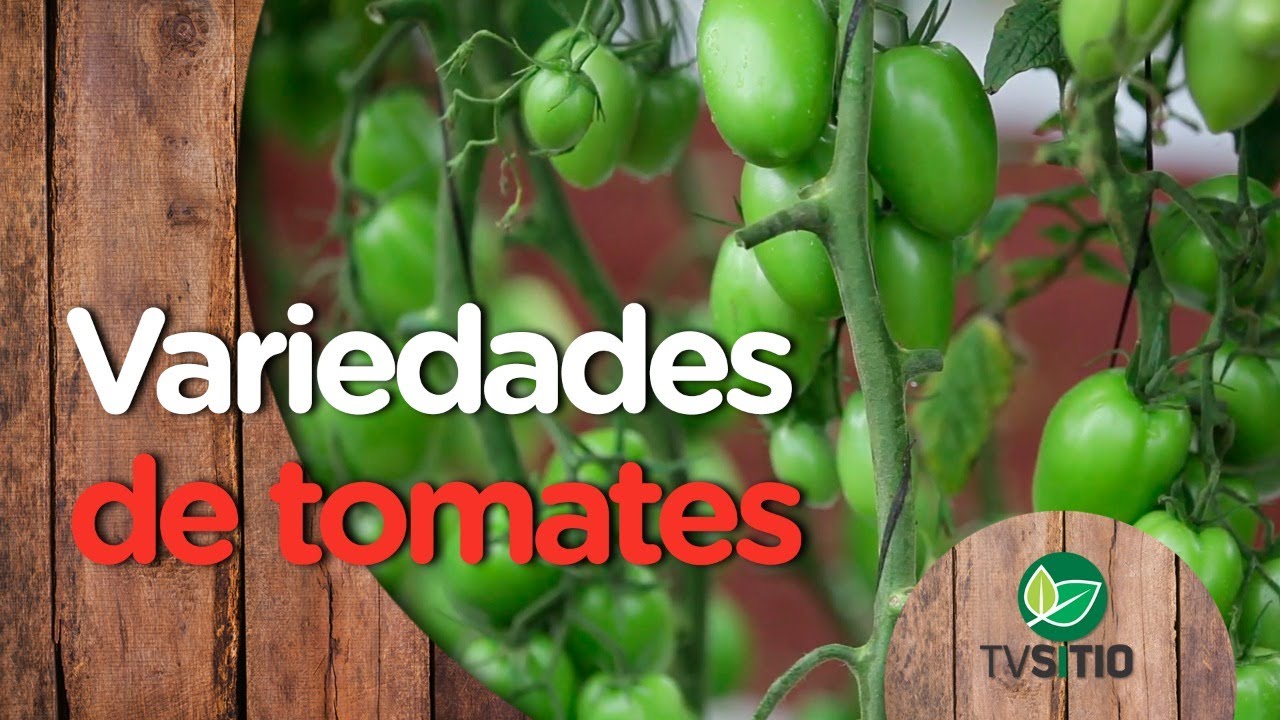 Variedades de tomates para plantio no solo e em estufas