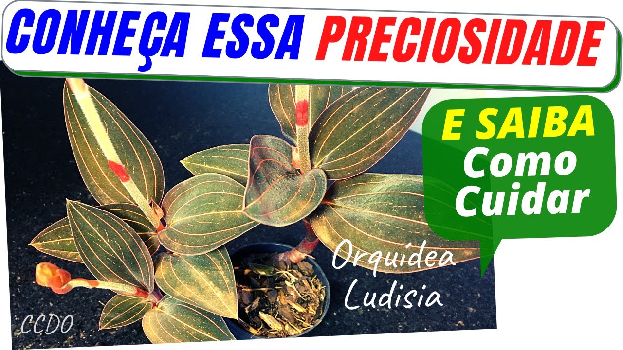 Como cuidar da orqu&iacute;dea LUDISIA DISCOLOR, a orqu&iacute;dea j&oacute;ia (ou orqu&iacute;dea pipoca)