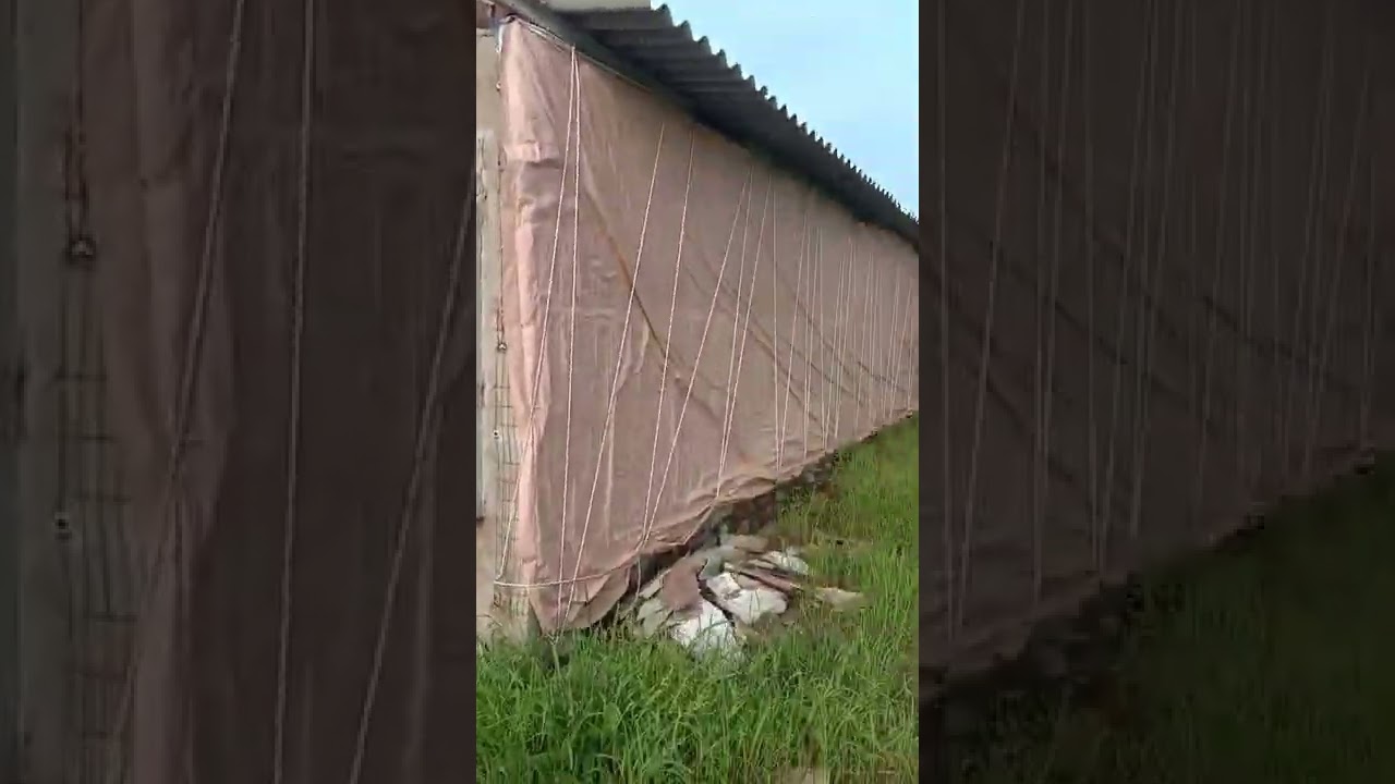 ec poultry farm #poultryfarming #ecpoultryfarm #broilerfarm