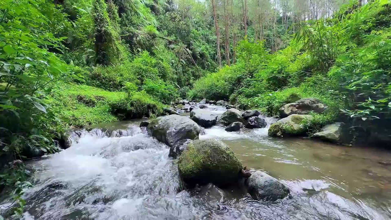 Peaceful river relaxation in calm green forest night guiding calm breathing into deep sleep mode