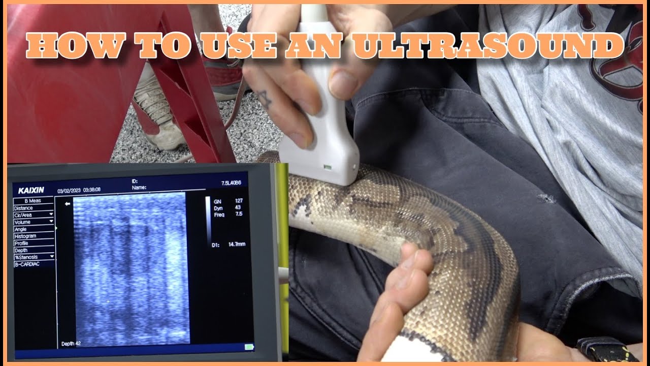 How To Ultrasound Your Female Ball Pythons!