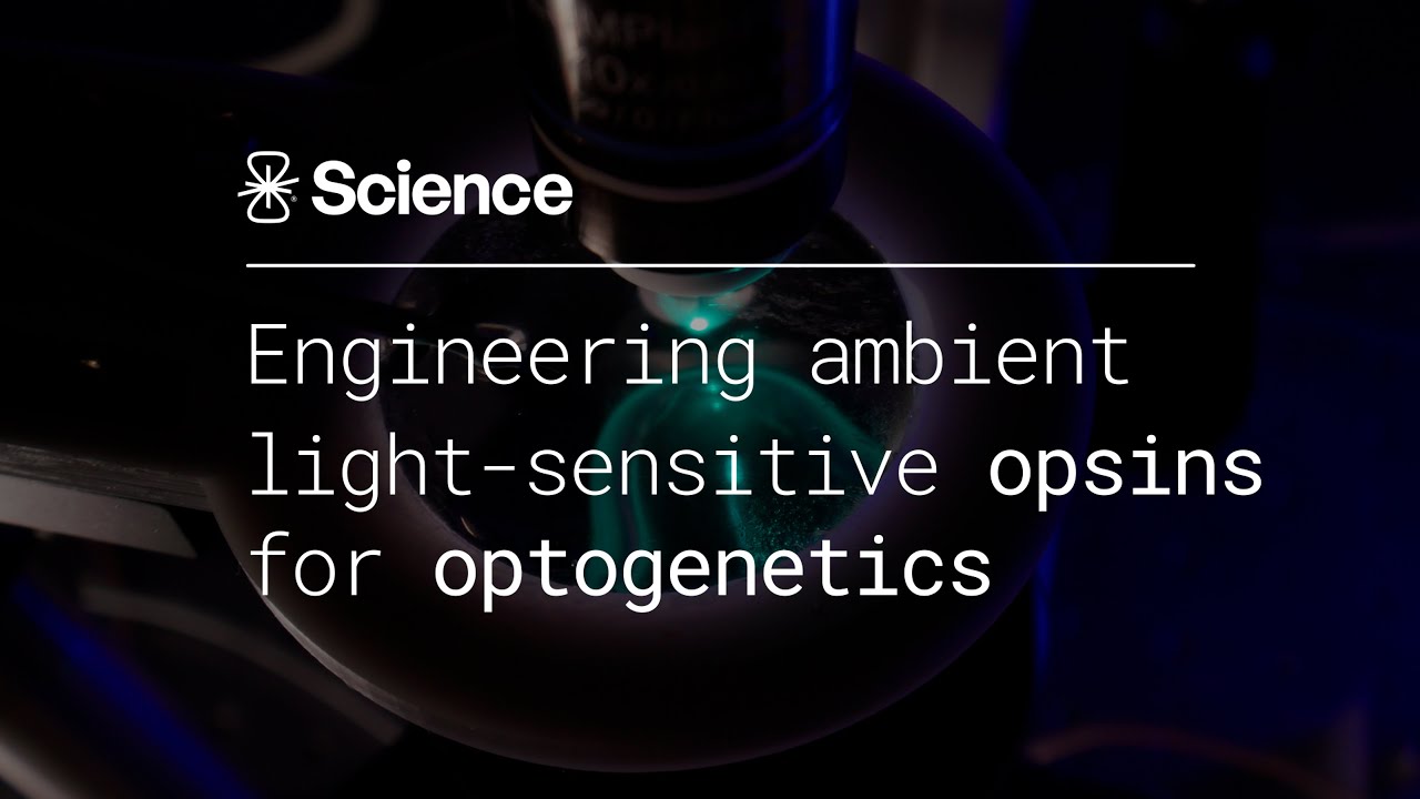 Engineering Ambient Light-Sensitive Opsins for Optogenetics