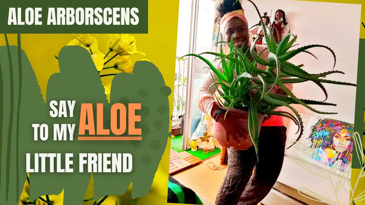 Aloe Vera Re-potting: Separating the pups - Episode 1 (June 2020) | Tips and Tricks Tuesdays