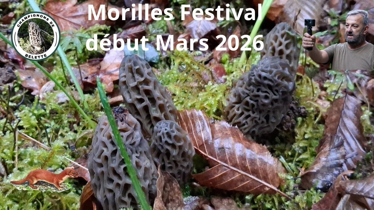 𝗠𝗢𝗥𝗜𝗟𝗟𝗘𝗦 𝗙𝗘𝗦𝗧𝗜𝗩𝗔𝗟 𝗖𝗢𝗡𝗜𝗖𝗔 𝗗É𝗕𝗨𝗧 𝗠𝗔𝗥𝗦 𝟮𝟬𝟮𝟲 🌲🍄🌲#champignons #mushroom #foret #fungi