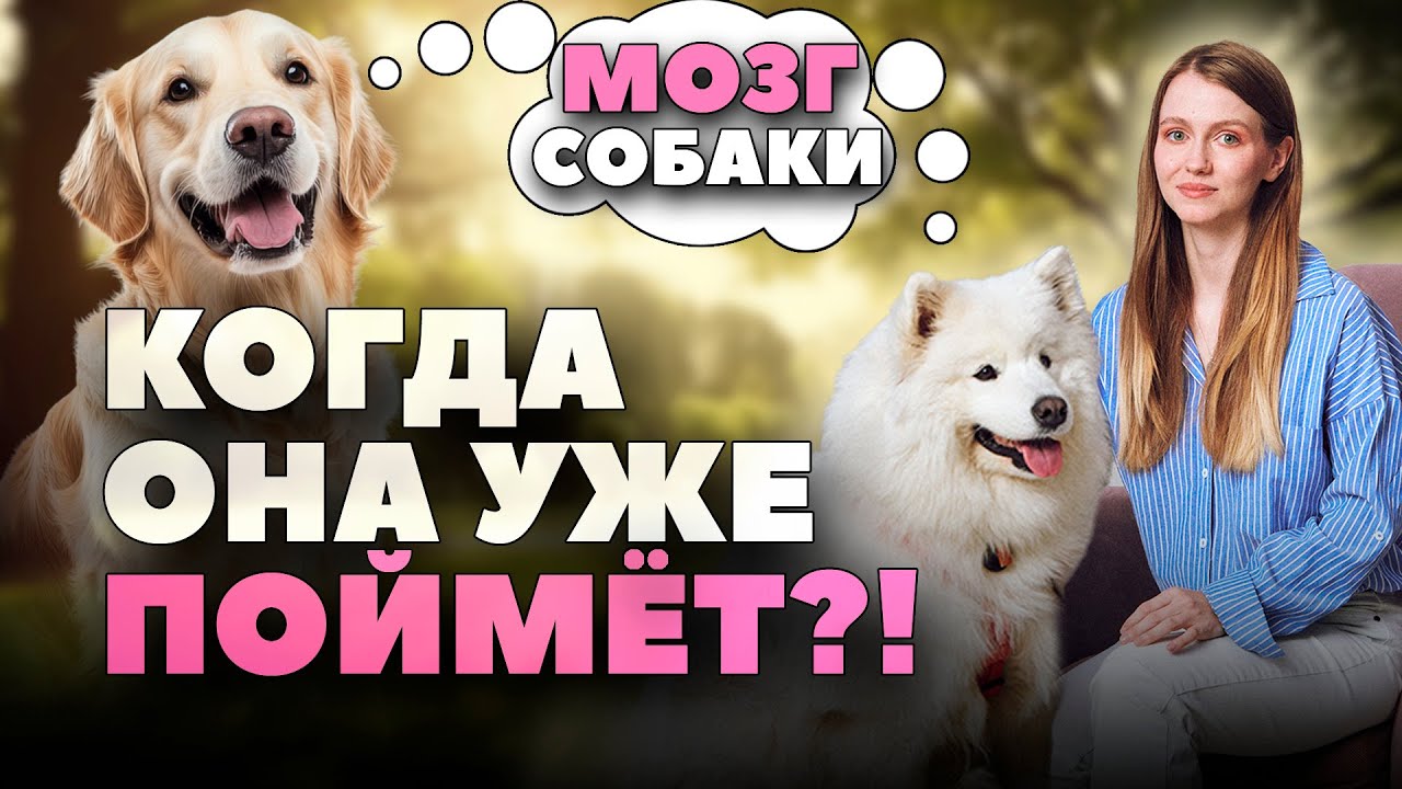 Собака знает, но не делает: объясняет кинолог (мозг, привычки, стресс)