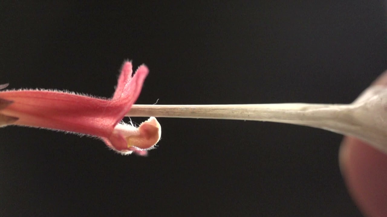 Hypenea macrantha flower blasts a hummingbird beak with pollen