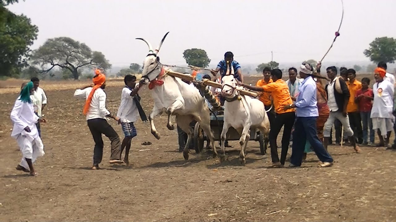 Muthalli hallikar running with another powerful race bull