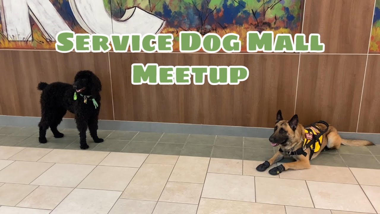 Service Dog Meetup at the Mall