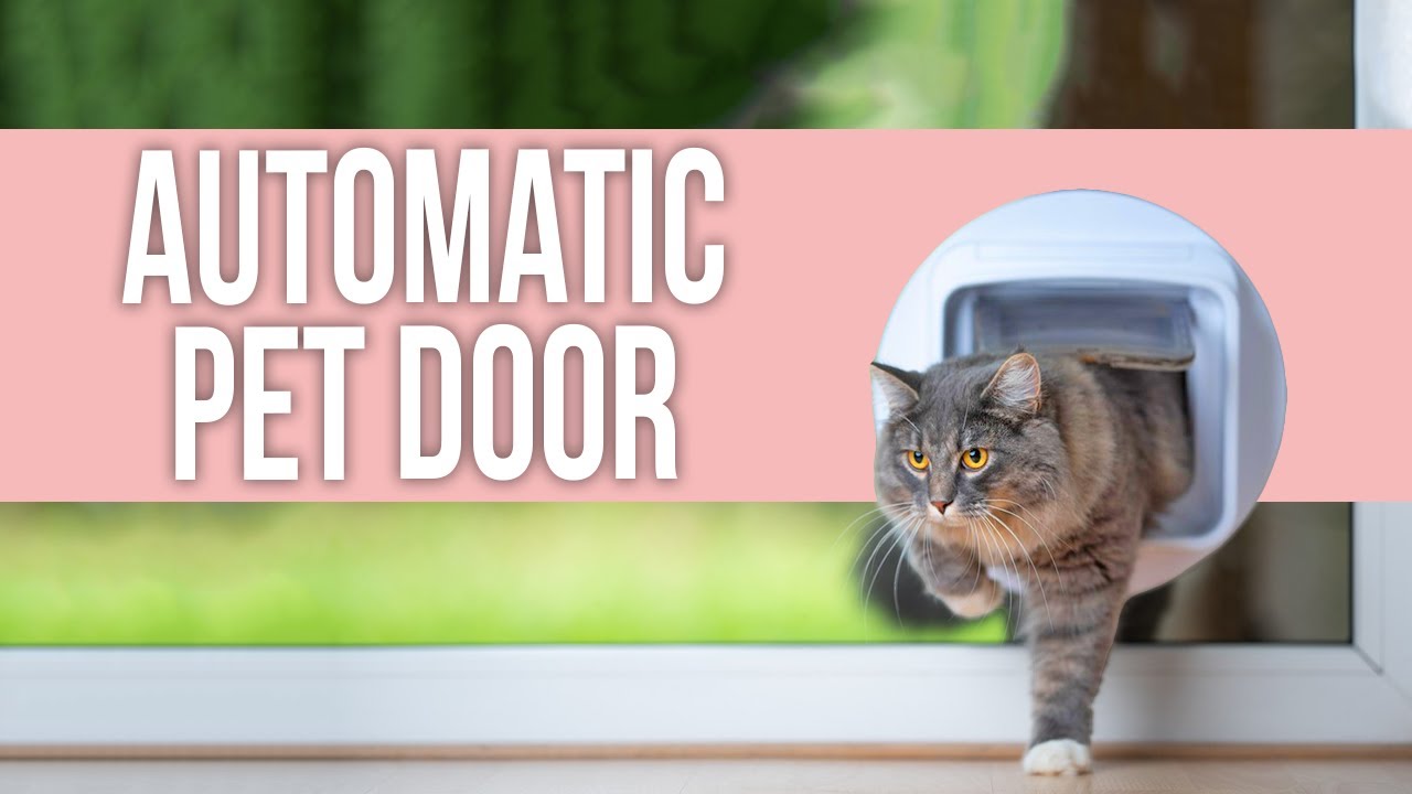 5 Best Automatic Pet Door