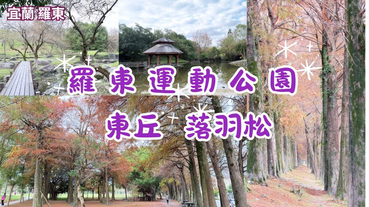 2026 -1 宜蘭 羅東 羅東運動公園  東丘  落羽松