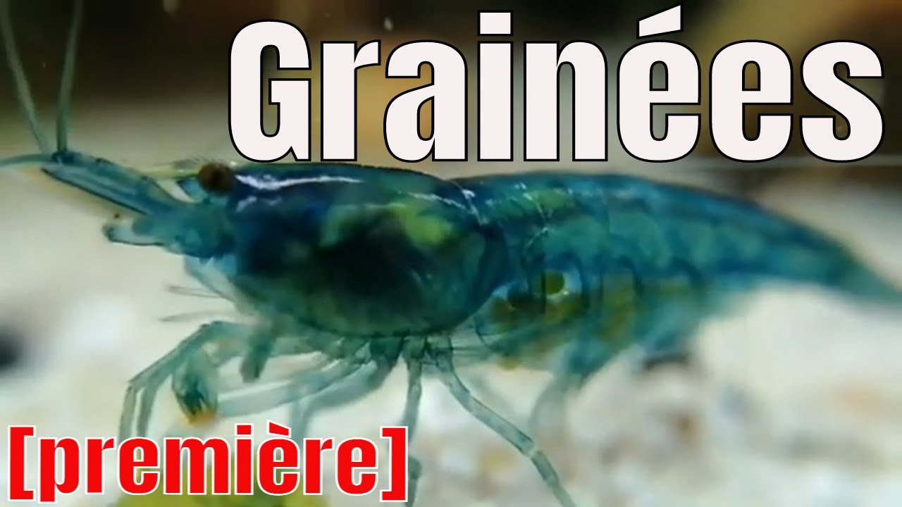 Néocaridinas  grainées + juvéniles  [ première ]