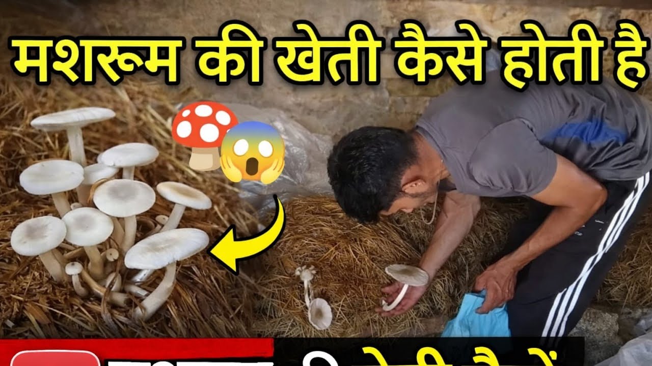 मशरूम की खेती कैसे होती है? 🍄😱