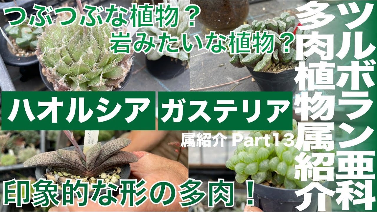 【サボテン相談室 羽兼直行】多肉植物、ツルボラン亜科(多肉植物)属紹介:Part13,つぶつぶタイプ？岩のような形？特徴的な形の多肉植物:ハオルチアとガステリア解説！『ハオルチア』『ハオルシア』