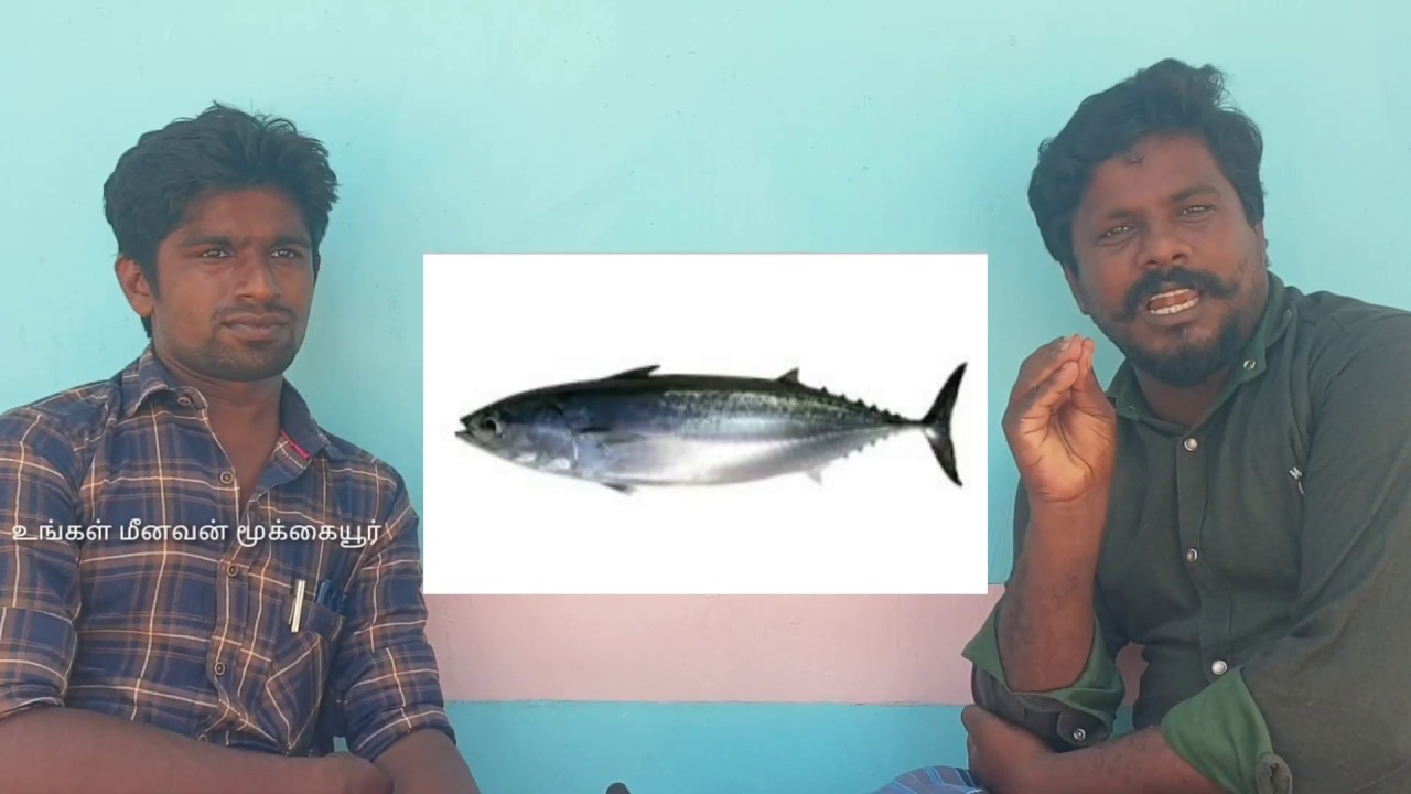 தகவல் தளம் - உடற்பயிற்சி செய்பவர்கள் சாப்பிடக் கூடியசூரை மீன் / About  tuna fish