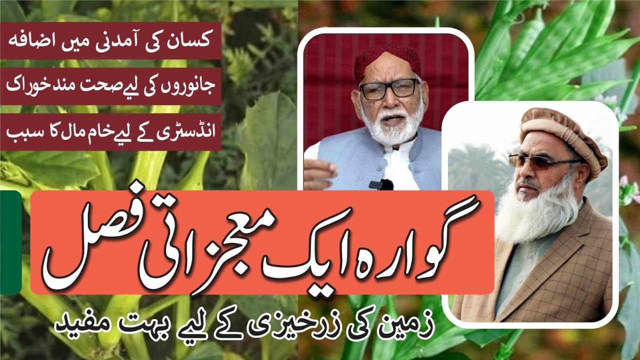 Alternate crop having high potential for the farmers