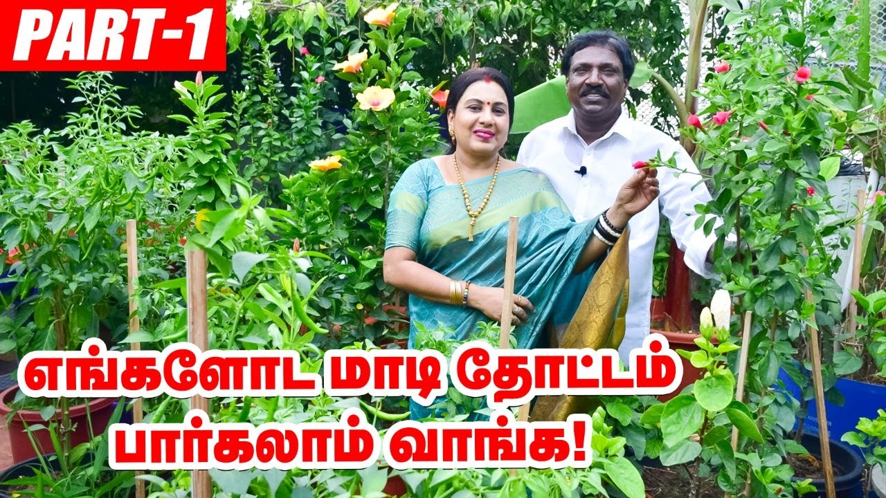 அனிதா  குப்புசாமி மாடித்தோட்டம் | Anitha Kuppusamy Terrace Garden