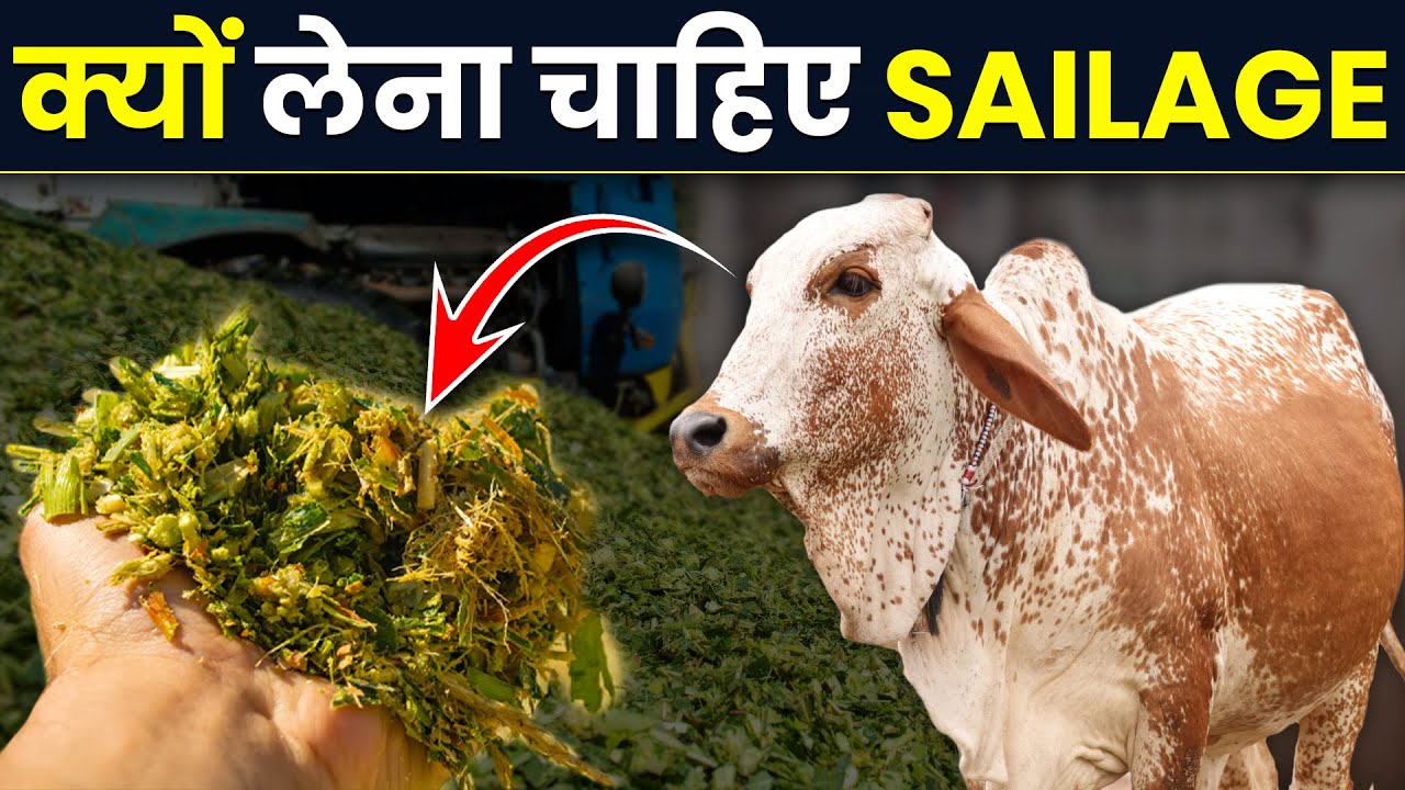 Sailage क्या है? इसे कब और कैसे खिलाए | Silage making process Dairy