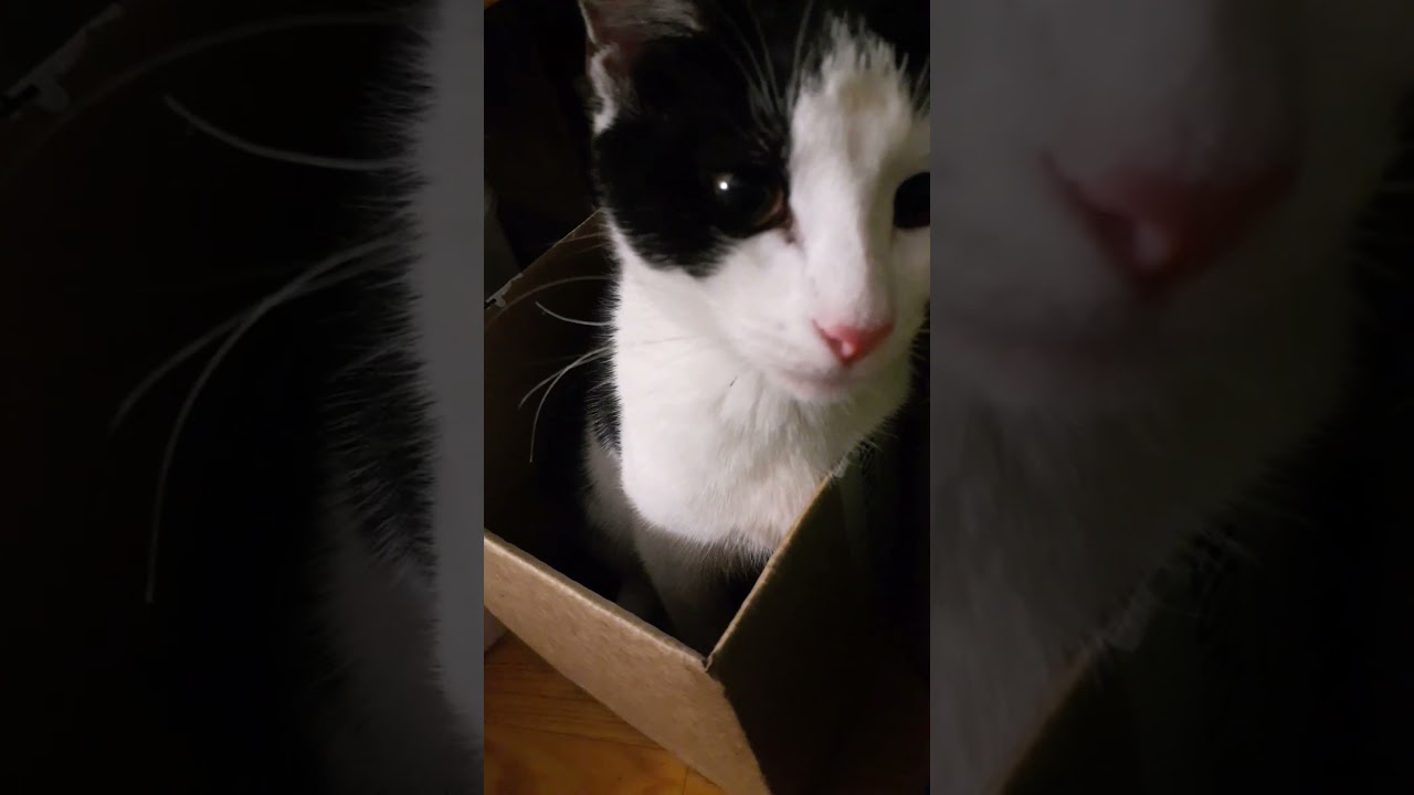 my cat before & after growth (6 months)