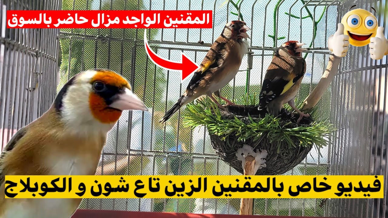 فيديو خاص بأسعار المقنين الزين تاع الشون و الكوبلاج : رغم الحرارة المرتفعة المقنين الواجد مزال موجود
