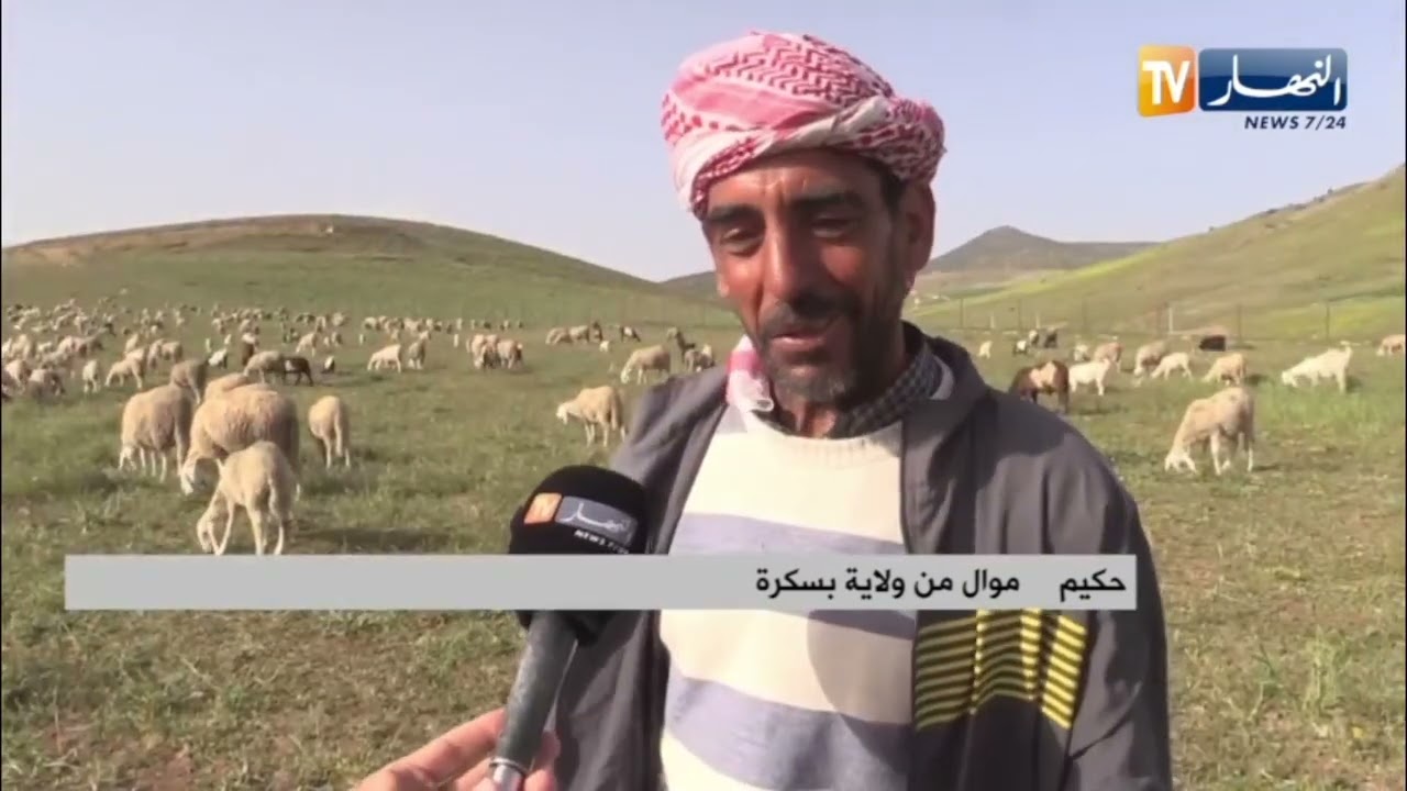 باتنة :  وفرة المراعي تستقطب الموالين من مختلف ولايات الوطن
