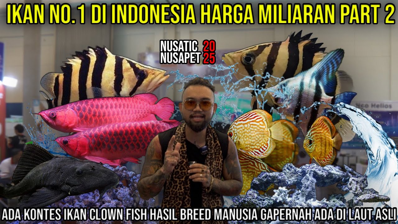 IKAN NO.1 DI INDONESIA HARGA MILIARAN PART 2 IKAN CLOWN FISH BREED MANUSIA GAPERNAH ADA DI LAUT
