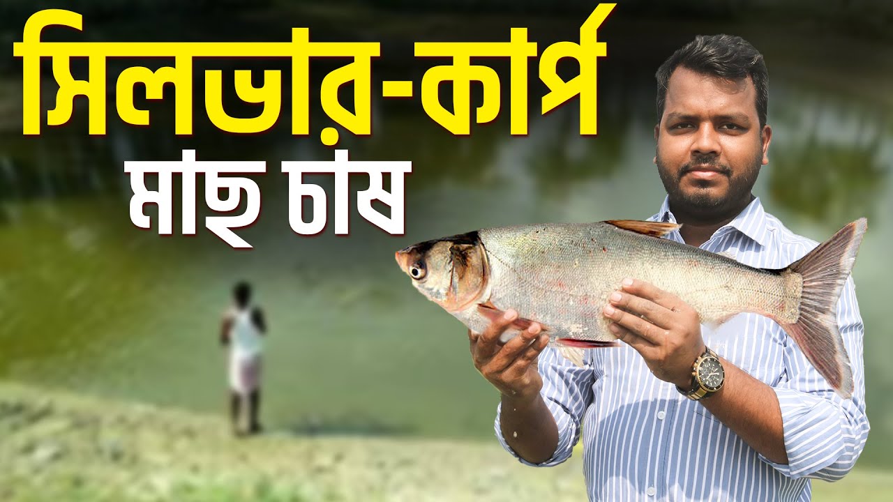 সিলভার-কার্প মাছের দ্রুত বৃদ্ধির উপায় || সিলভারকার্প মাছের খাদ্য তৈরি || Shakib AGRO