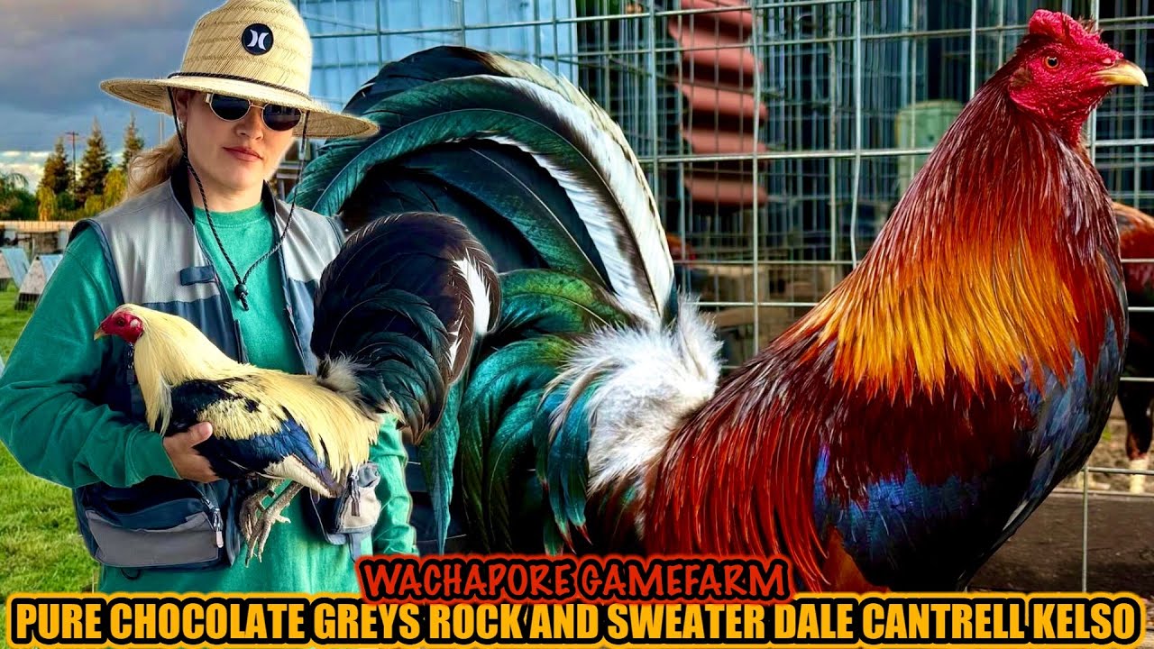 Pure Chocolate Greys Rock And Sweater Dale Cantrell Kelso ~ WACHAPORE GAMEFARM