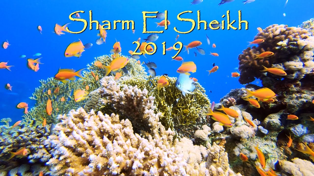 Dykning 2019 i Sharm El Sheikh, Egypten