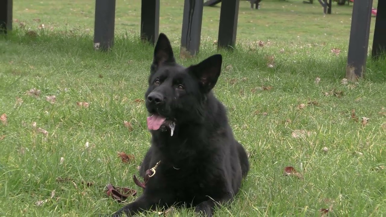Elite Protection Dog’s First Day Performing In America! Kraftwork K9 Pro German Shepherds