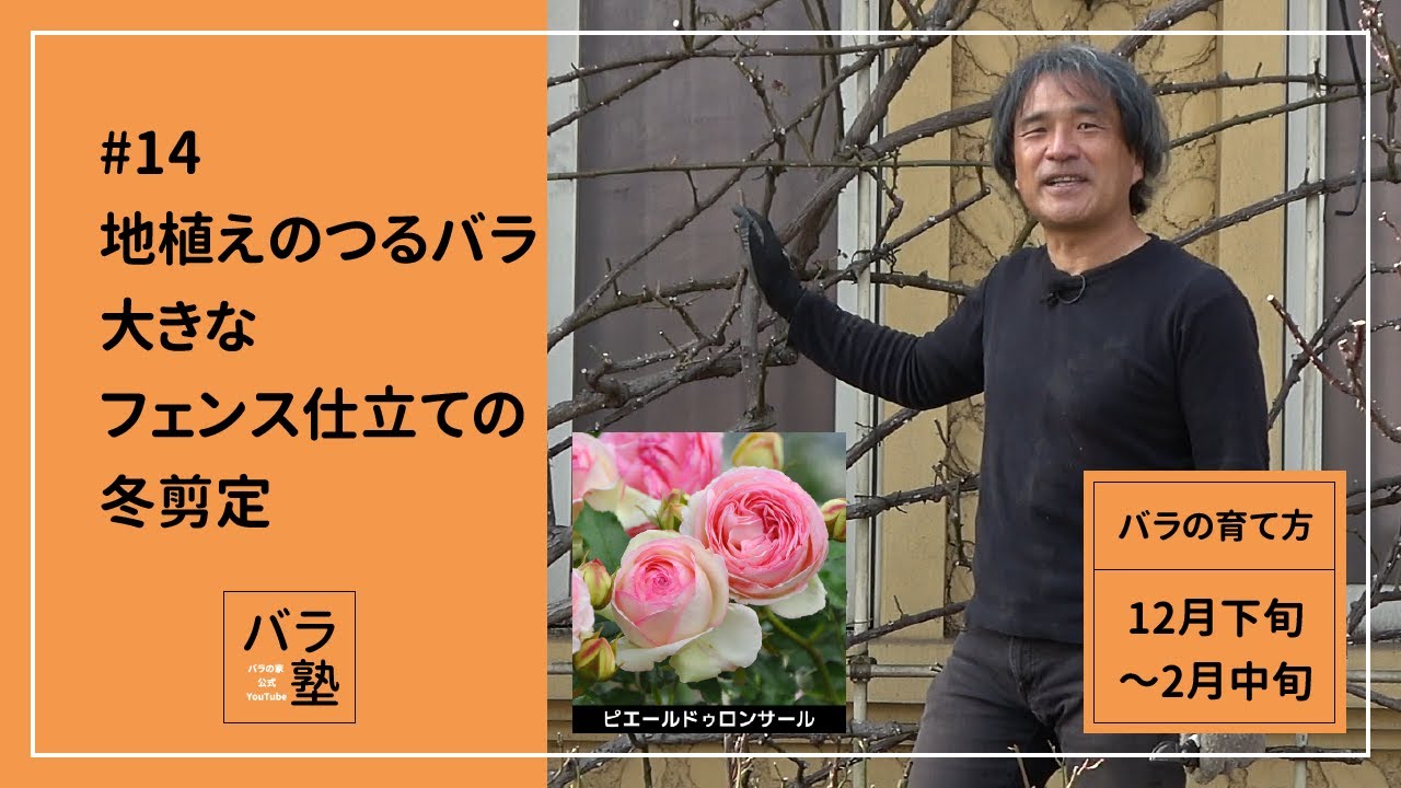 #14 地植えのつるバラ 大きなフェンス仕立ての冬剪定【バラの育て方：12月下旬～2月中旬】