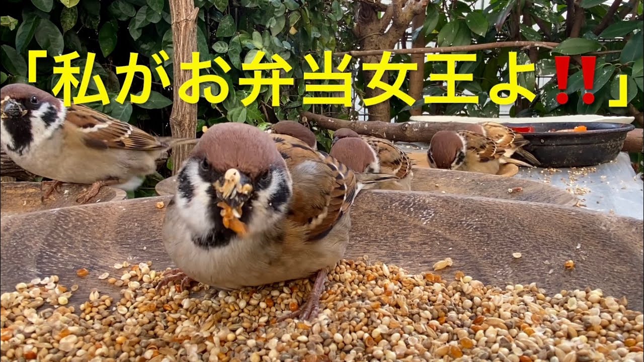 ハイタカとお弁当女王👑🐤