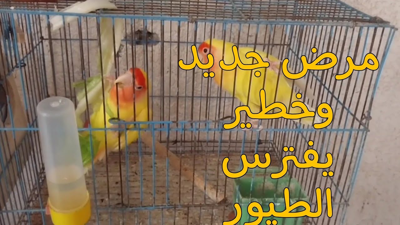 تحذير  مرض جديد وخطير يصيب طيور الزينة ❗️❗️❗️