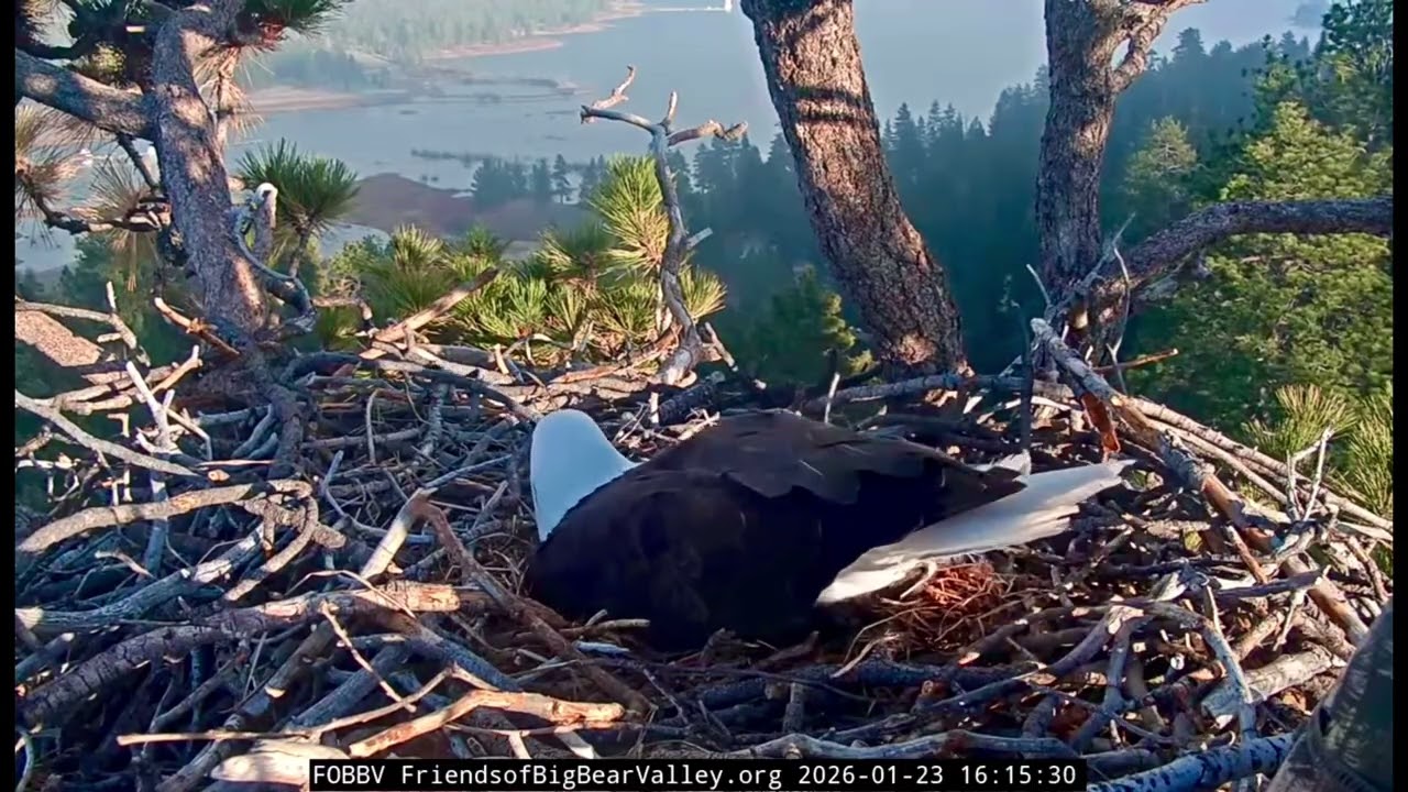 Jackie & Shadow- Big Bear Eagle Nest❤️01/23/26