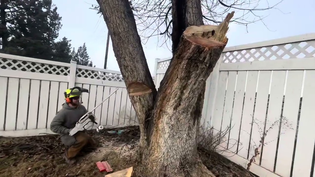 Triple stem Hybrid Poplar wreck down