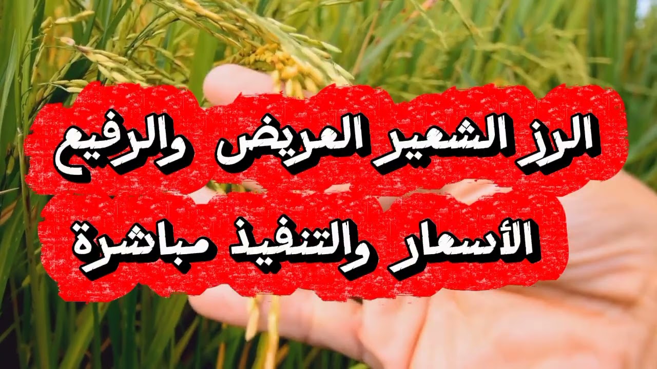 ⚠️ توقعات أسعار الأرز 2026.. هتفضل رخيصة ولا في مفاجآت؟