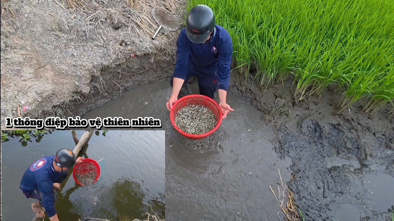 Giải cứu cá mắc cạn (Tập 207) truyền tải thông điệp bảo vệ thiên nhiên và môi trường 🌱