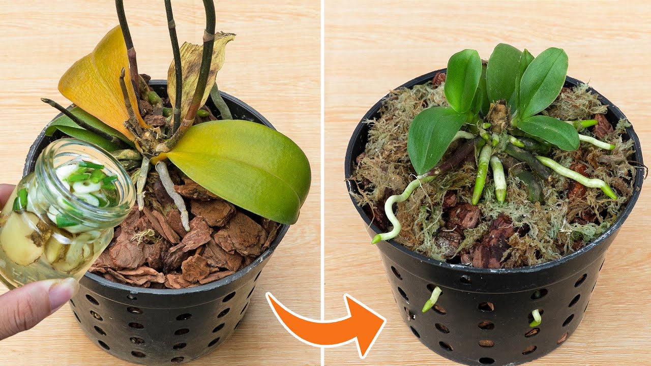 The secret to resurrecting all dead orchids, not everyone knows